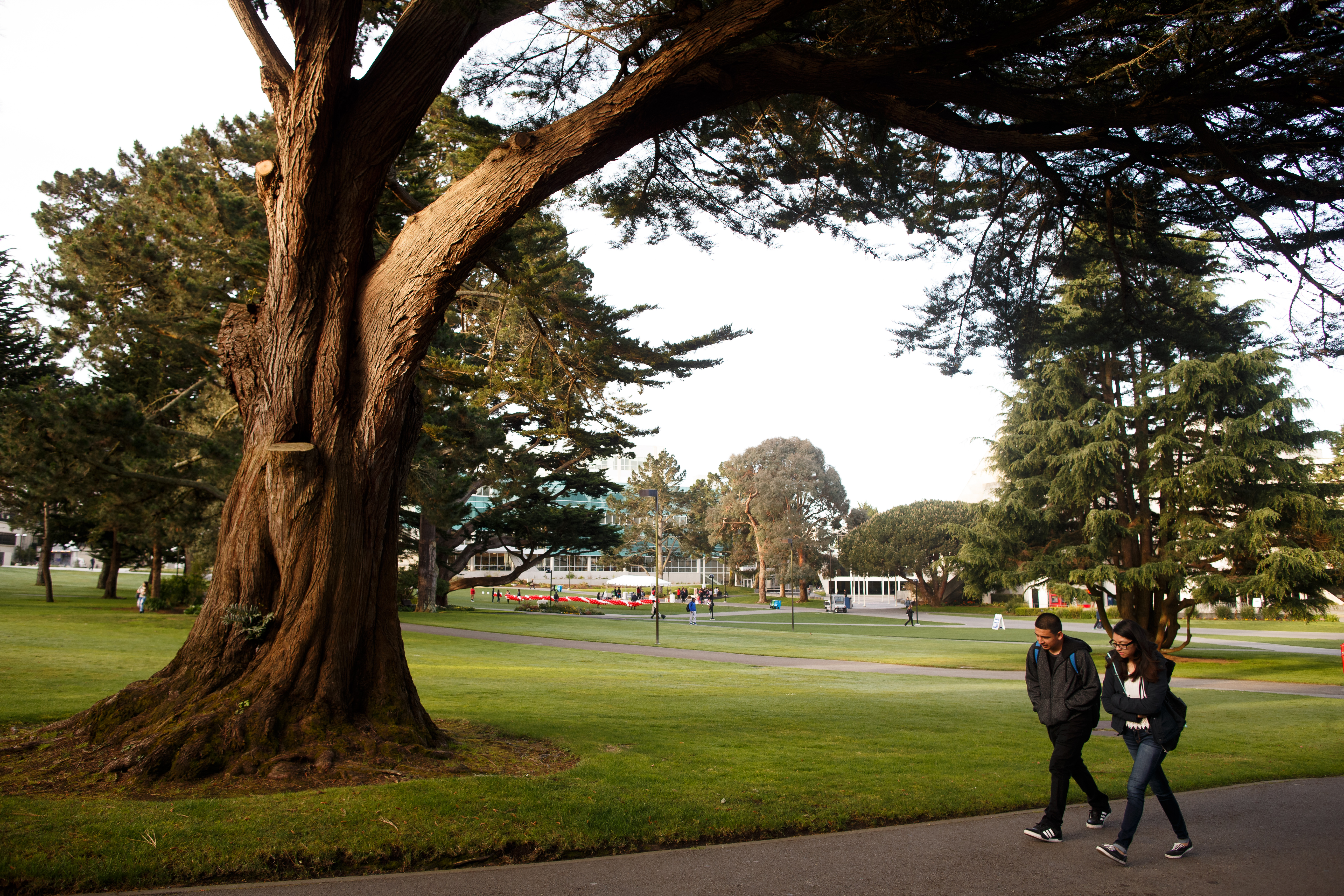 students walking under trees along campus